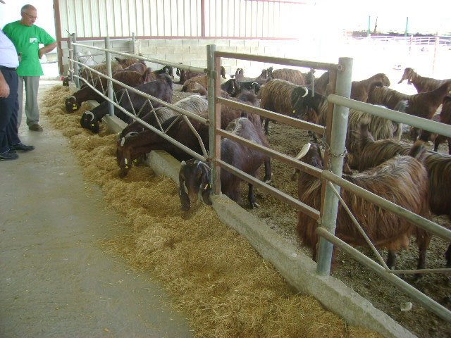 ruyada koyun ve keci agili gormek