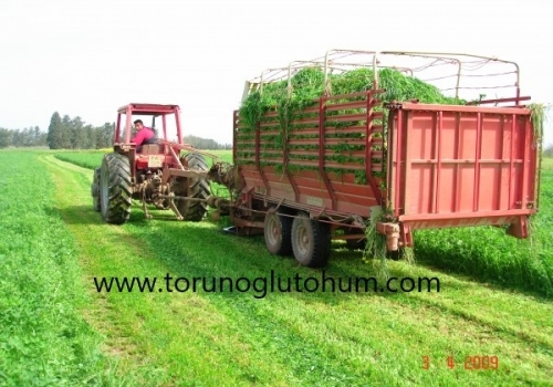 Ryegrass