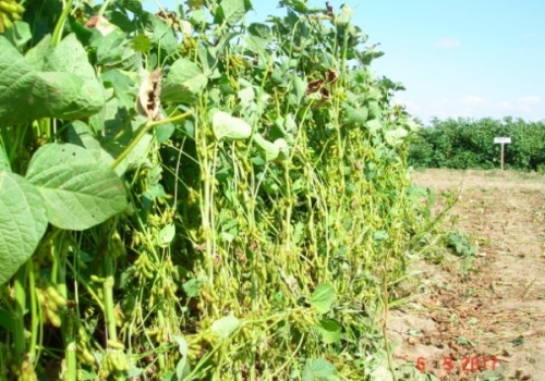 Silajlık Soya Tohumu 
