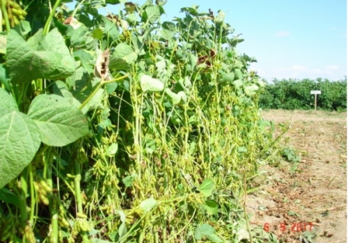 Silajlık Soya Nasıl Yapılır ?